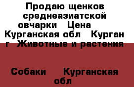 Продаю щенков среднеазиатской овчарки › Цена ­ 5 - Курганская обл., Курган г. Животные и растения » Собаки   . Курганская обл.